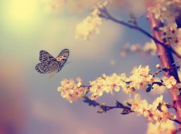 Фреска Бабочка на цветущей вишне