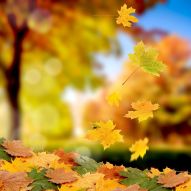 Фотообои Осенняя листва