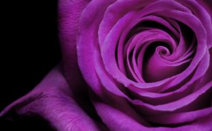 Фреска Роза фиолетовая