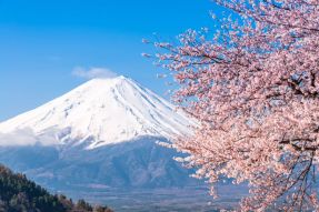 Фотообои Гора Фудзи и сакура