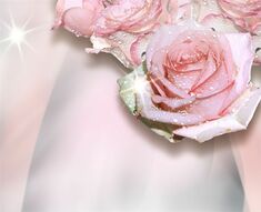 Фреска Капли росы на белой розе